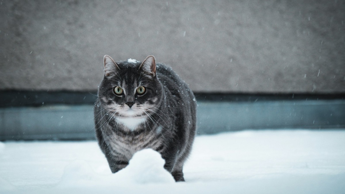    Зимние морозы заставляют бездомных животных искать укрытие в опасных местах