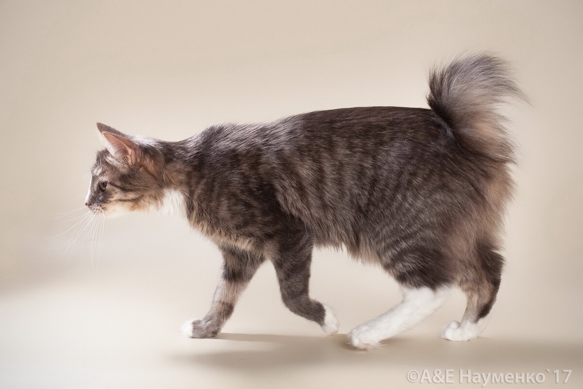 Фото с сайта: https://dzen.ru/a/Y5WC2e4byCm1QkVs