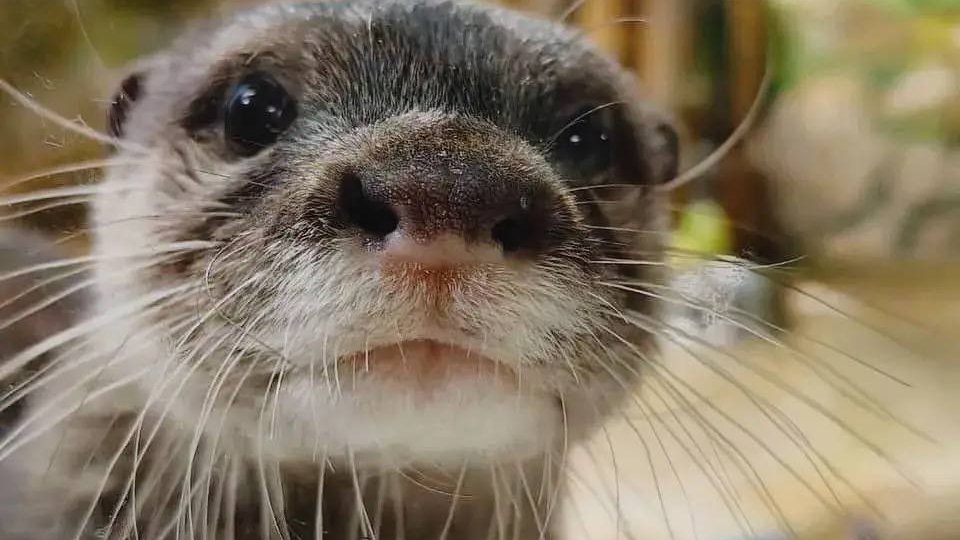    Фото: Екатеринбургский зоопарк