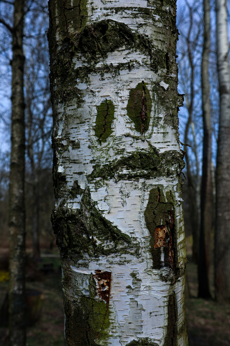 Фото по Лицензии CC0. Бактериальная водянка березы