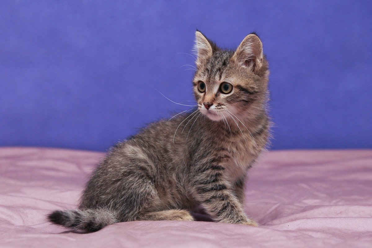 Фото с сайта: https://natalyland.ru/kanaani-opisanie-porody-kosek-harakter-otzyvy-zdorove-s-foto/