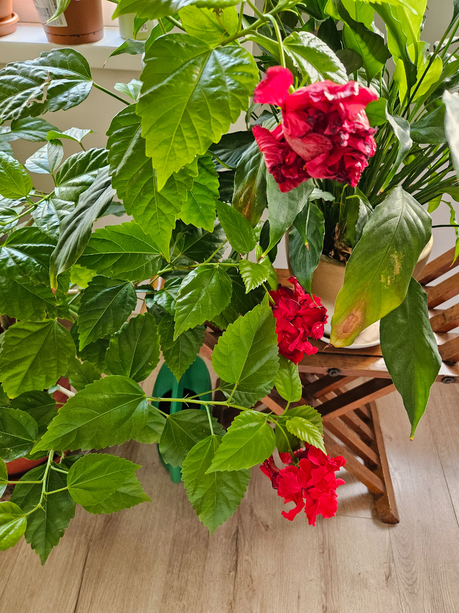 Китайская роза цветет