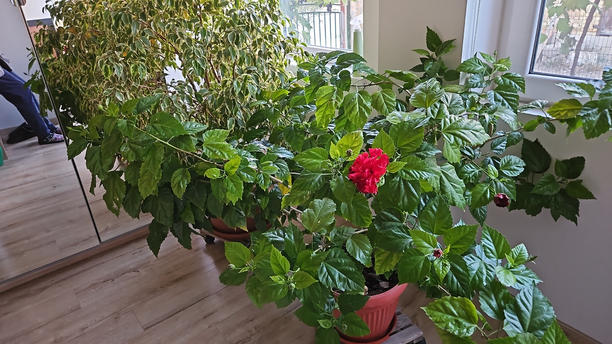 Разлапистые ветки розы