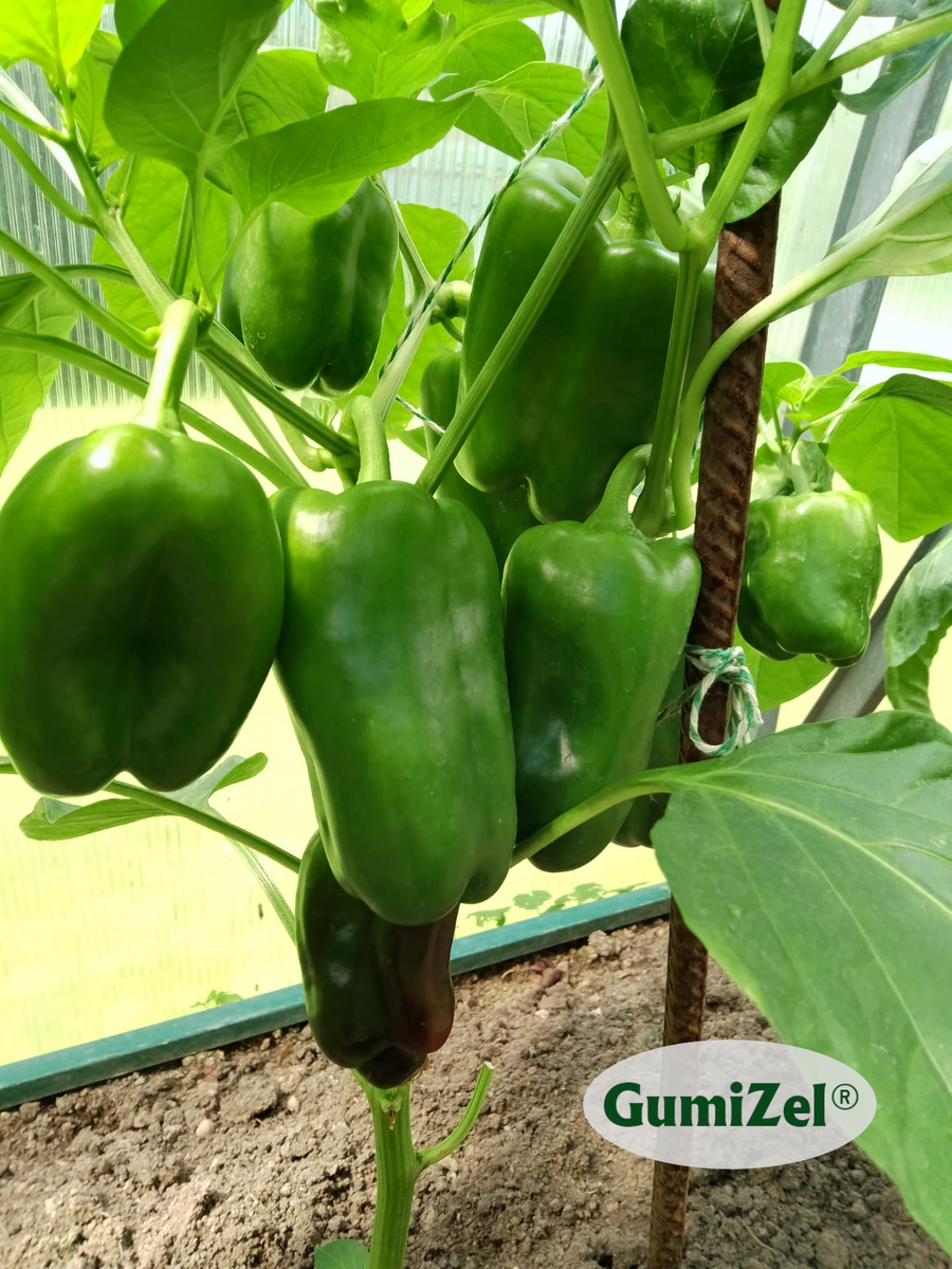 Московская обл., теплица, 24 июня 2024 (рассада выращена с ГумиЦел и посадка с ГумиЦел)