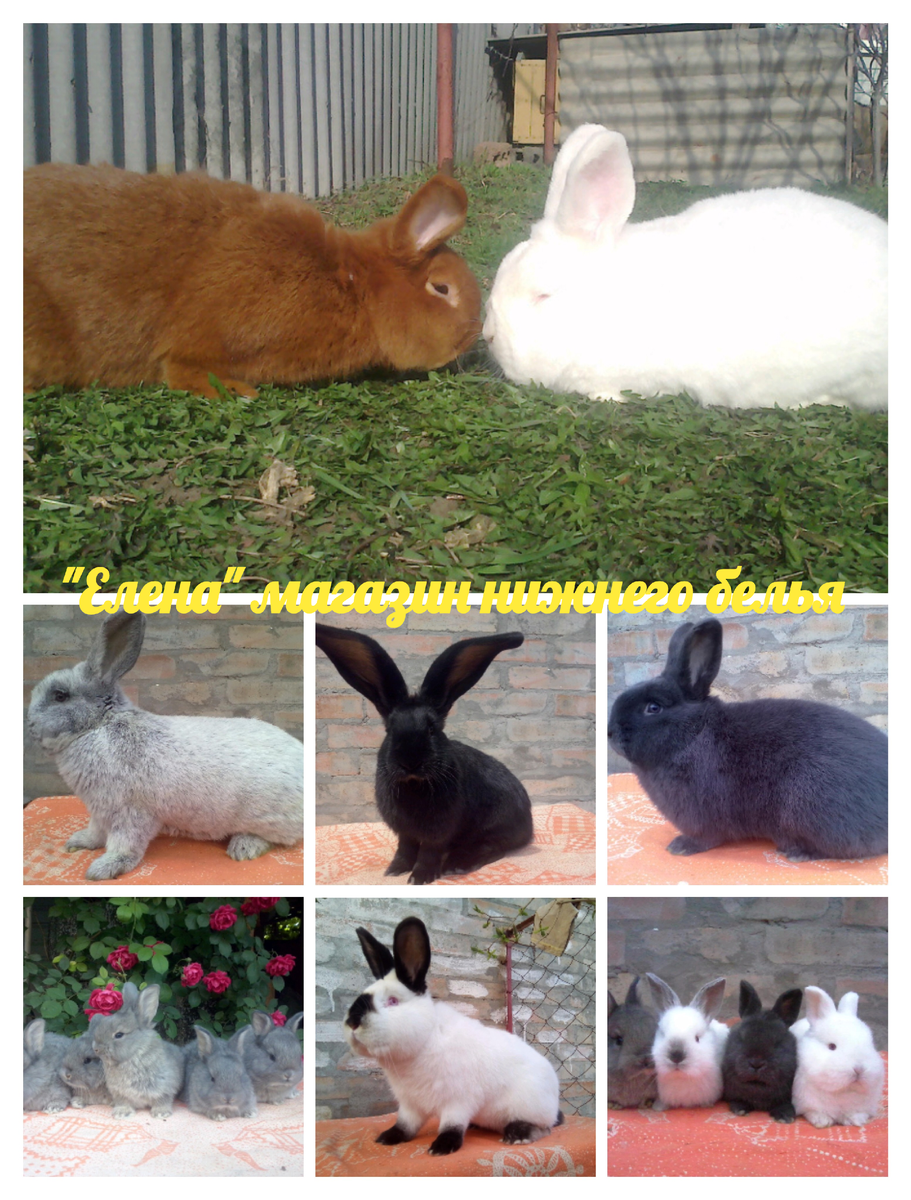 Фото автора 