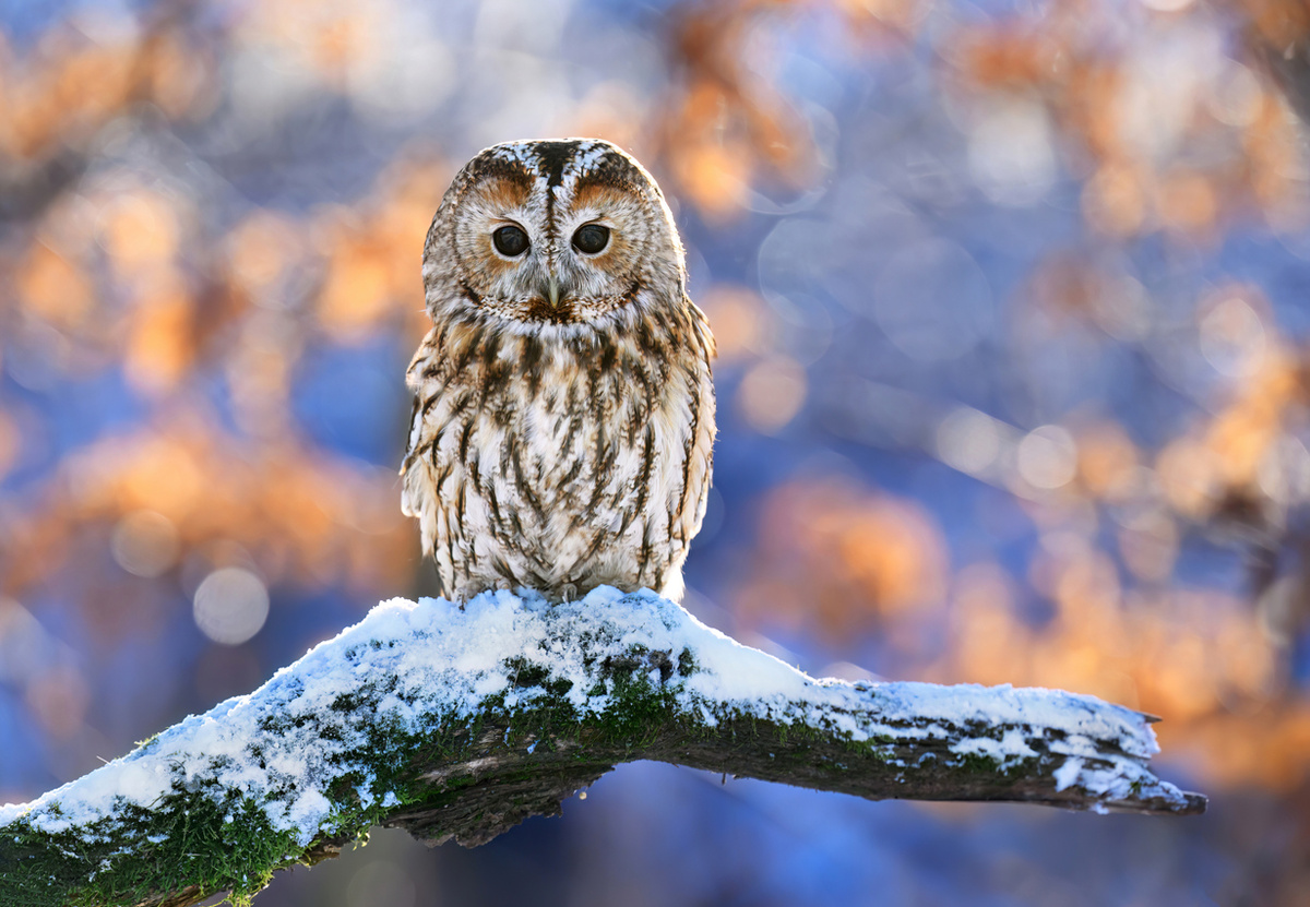 Piotr Krzeslak/istock