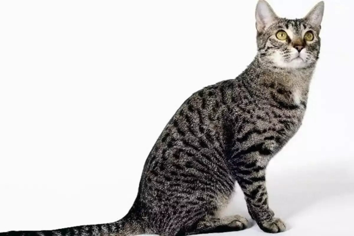 Фото с сайта: https://miau.bg/n-59932-Калифорнийска_сияеща_котка