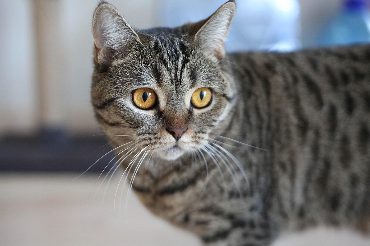 Фото с сайта: https://www.sb.by/articles/veterinar-rasskazala-o-prichinakh-anemii-u-koshek-.html