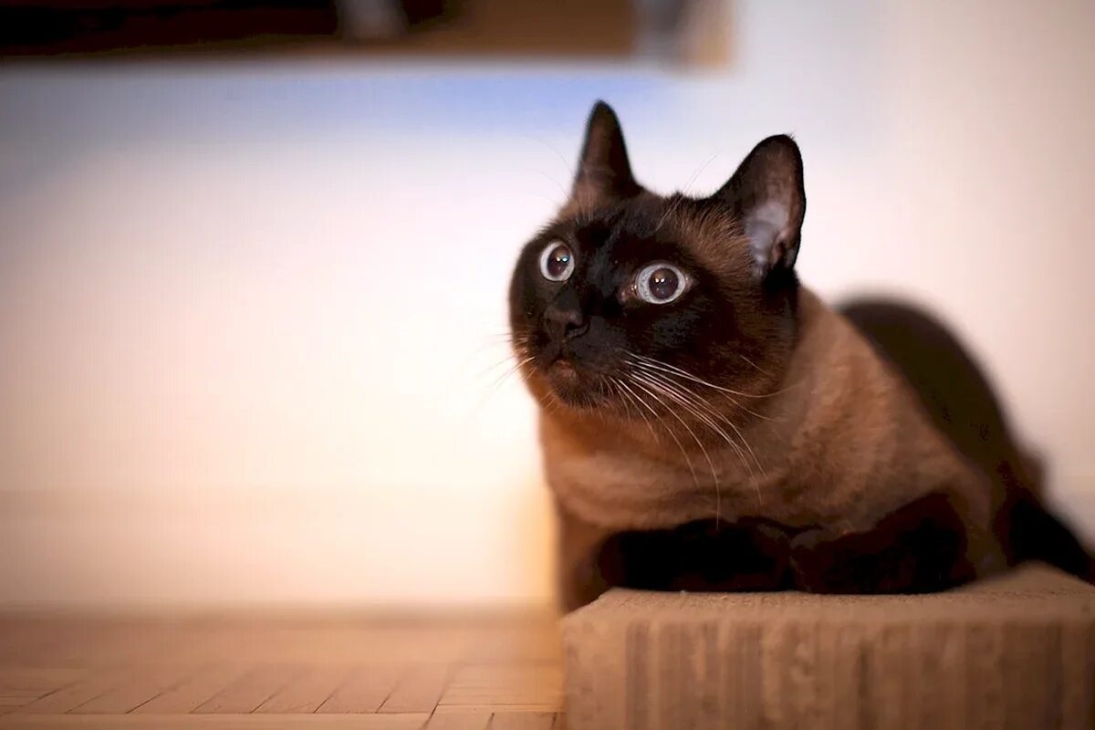 Фото с сайта: https://logostitul.ru/izobrageniya/jorkshirskij-shokoladnyj-kot