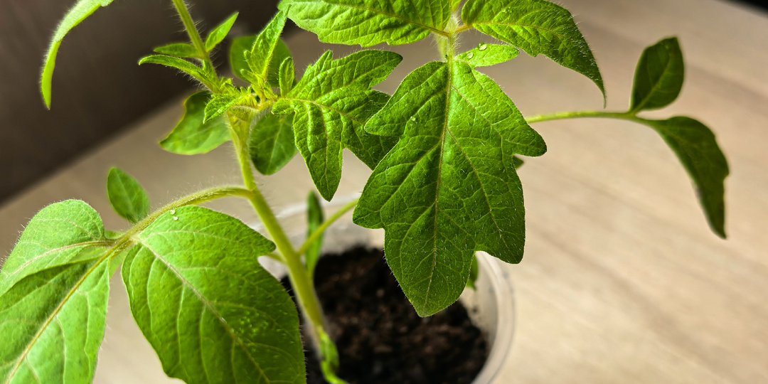 Пора томаты сеять? Или не пора?