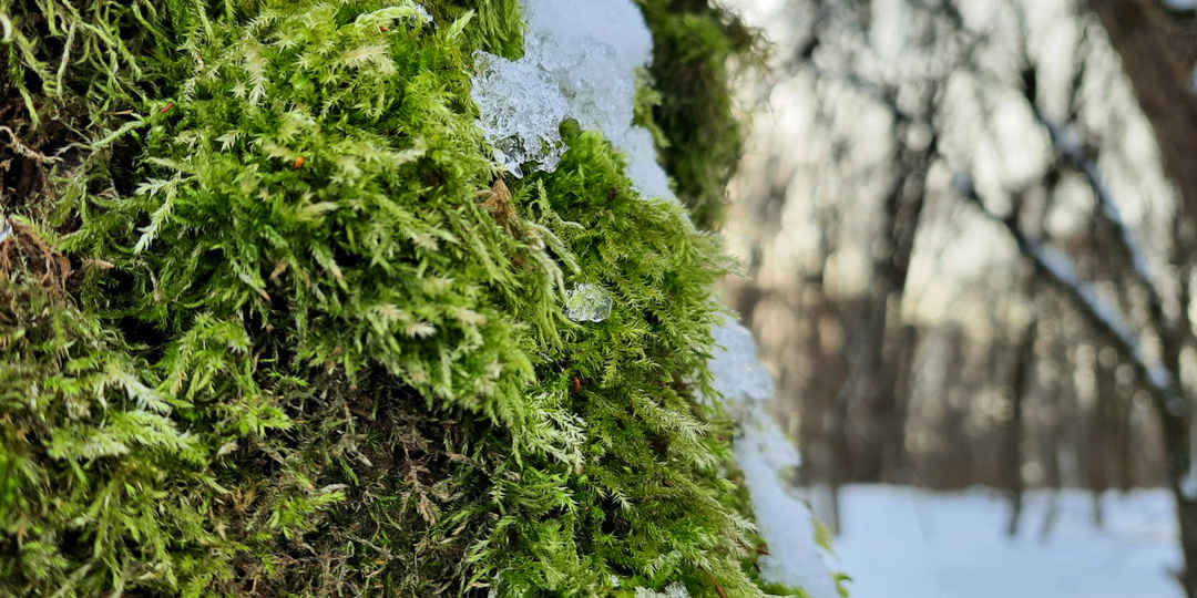 В воздухе начинает чувствоваться весна