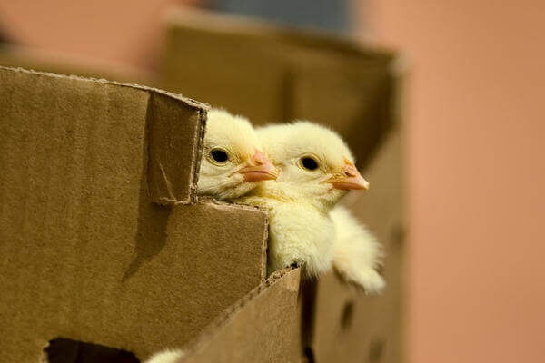 Каких цыплят выгоднее покупать – суточных или подрощенных? Честный разбор