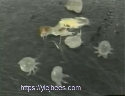 О клеще и меде