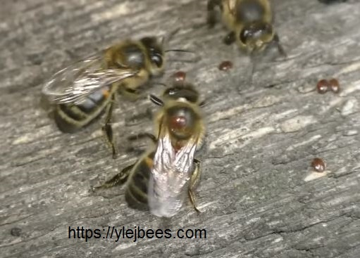 Пчела сбрасывает с с ебя клеща