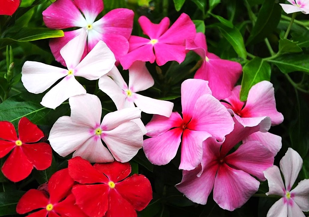 Catharanthus 