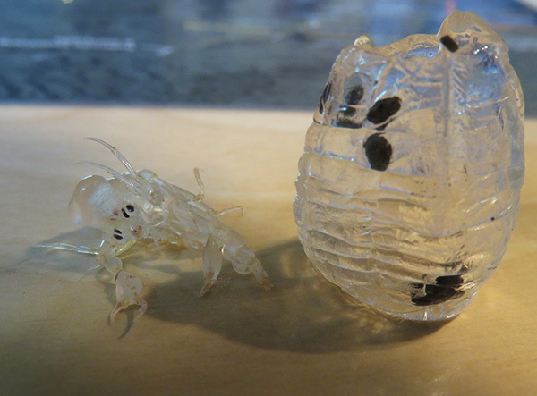 Фронима: Этот рак выедает жертву изнутри и делает из её тела странный дом