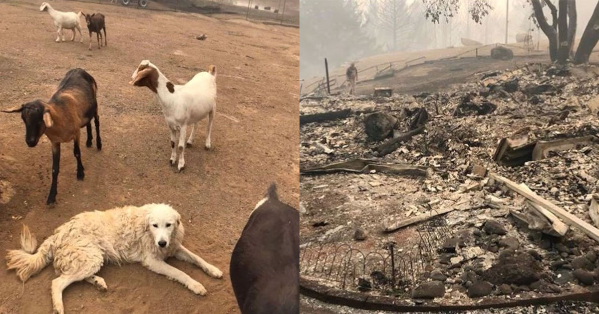 Roland Hendel / YouCaring