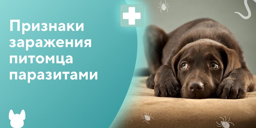 Признаки заражения питомца паразитами
