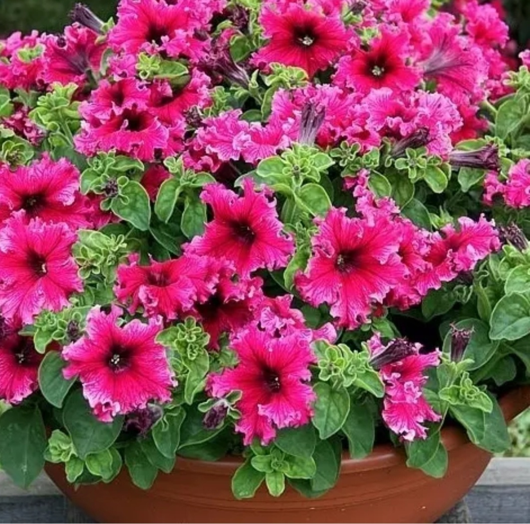 На сайте Леманапро петуния за 5,50 руб выглядит так