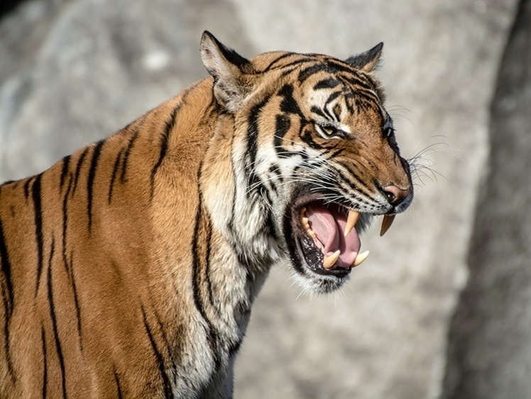     Фото: 1zoom.ru/kycb