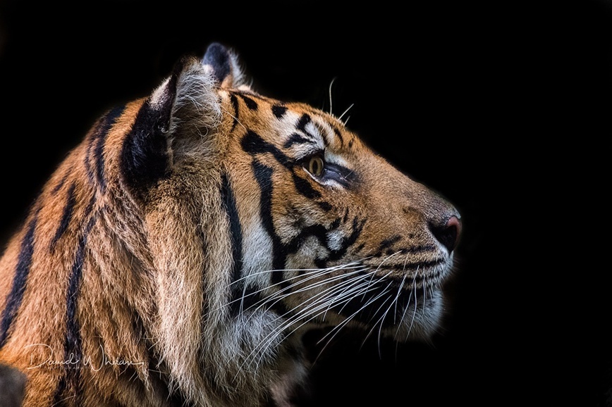     Фото: 1zoom.ru/kycb