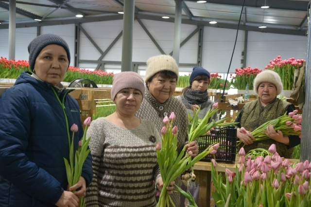     Ғафури ере ләлә сәскәләренә күмелгән