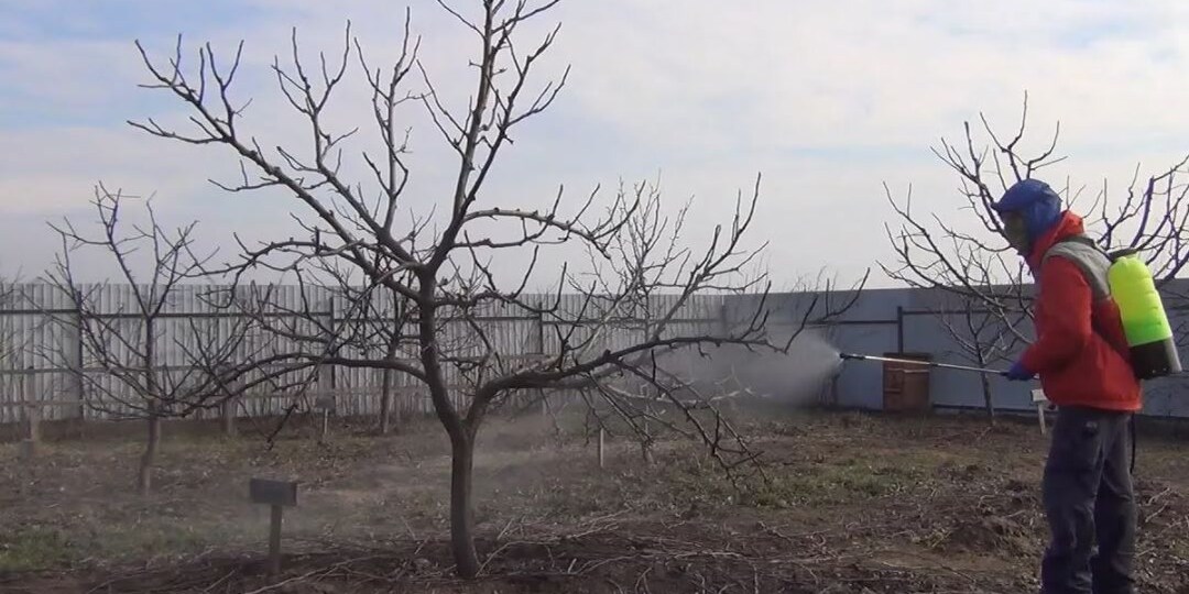 Первая зеленая атака: чем опрыскать сад в марте, пока не распустились листья