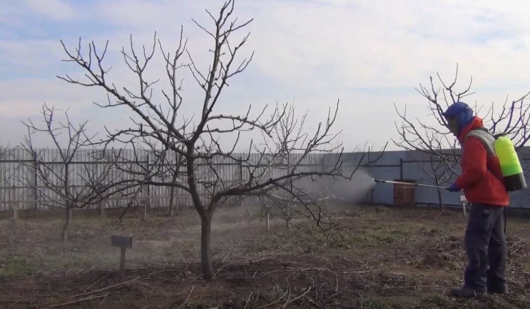 Первая зелёная атака: успейте дораспускания почек.