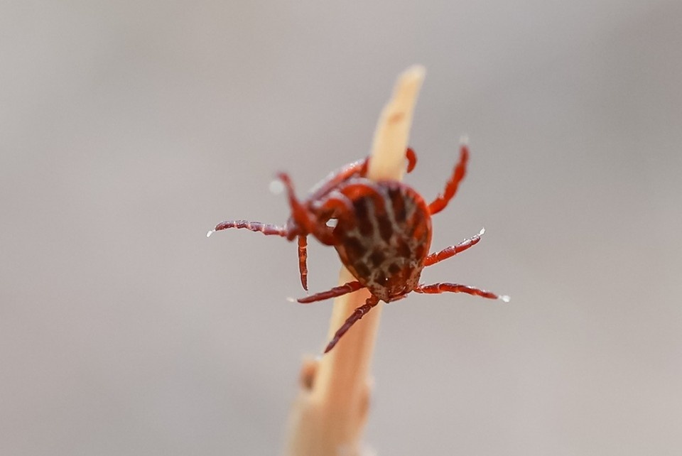    Новосибирские врачи призвали сделать прививку от клещевого энцефалита. Мария ЛЕНЦ