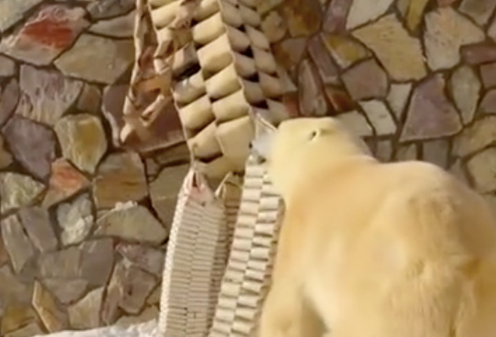 фото: скриншот видео Ленинградского зопарка