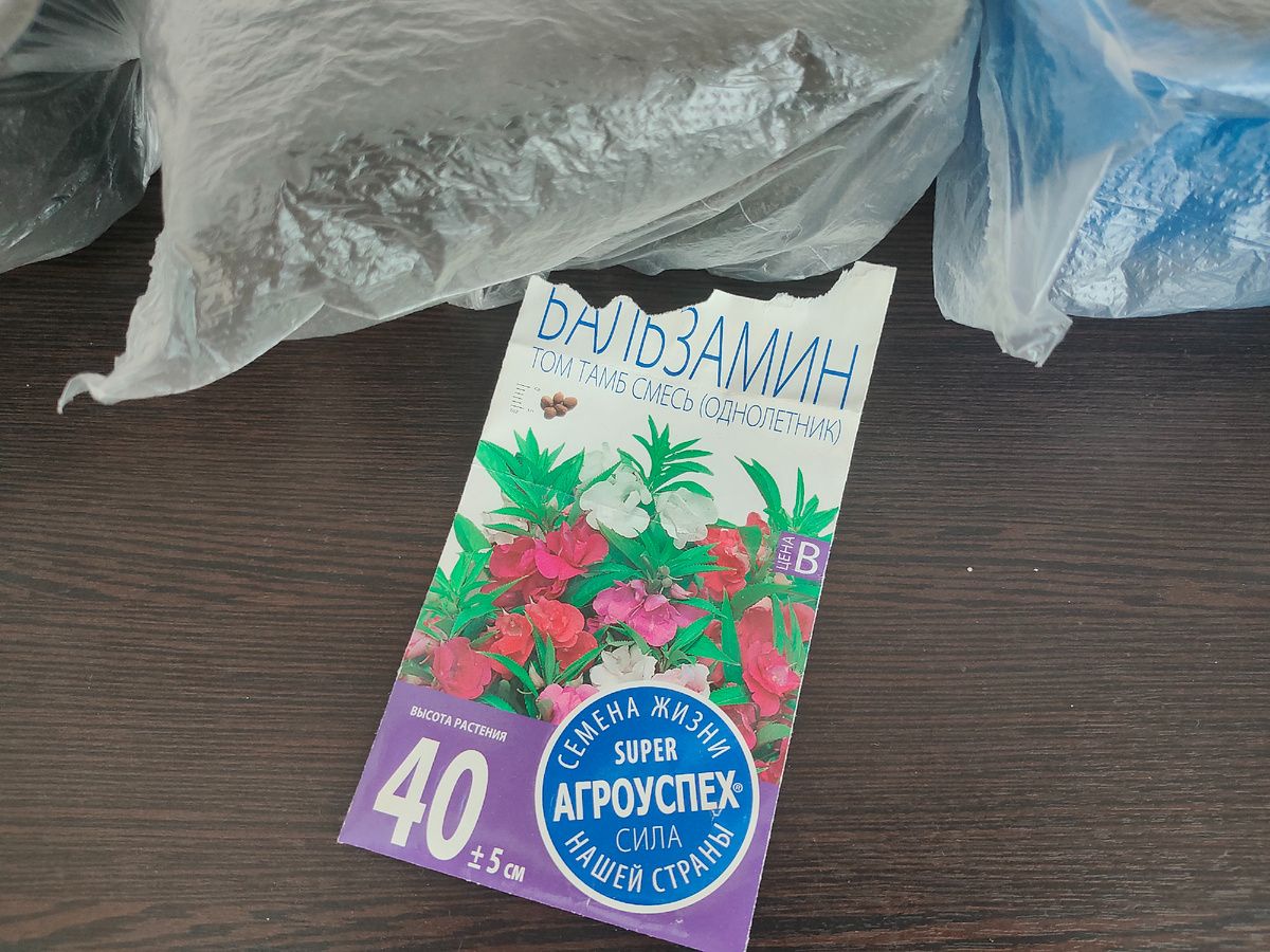 Посеяла бальзамин. Посмотрим, что взойдёт 