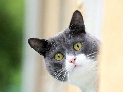    Технология HoloRadar позволяет машинам «заглядывать» за угол