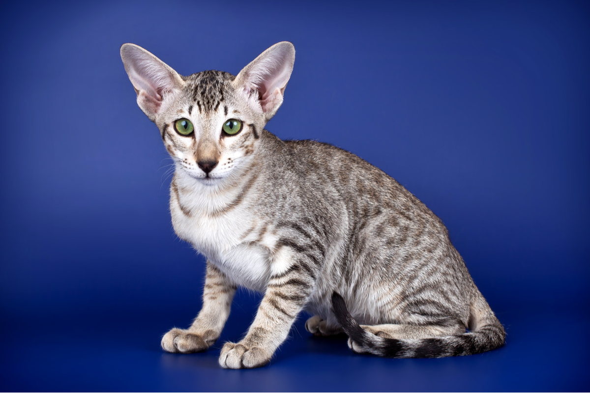 Фото с сайта: https://petfamily.it/gatti/scheda-gatti/il-gatto-orientale/