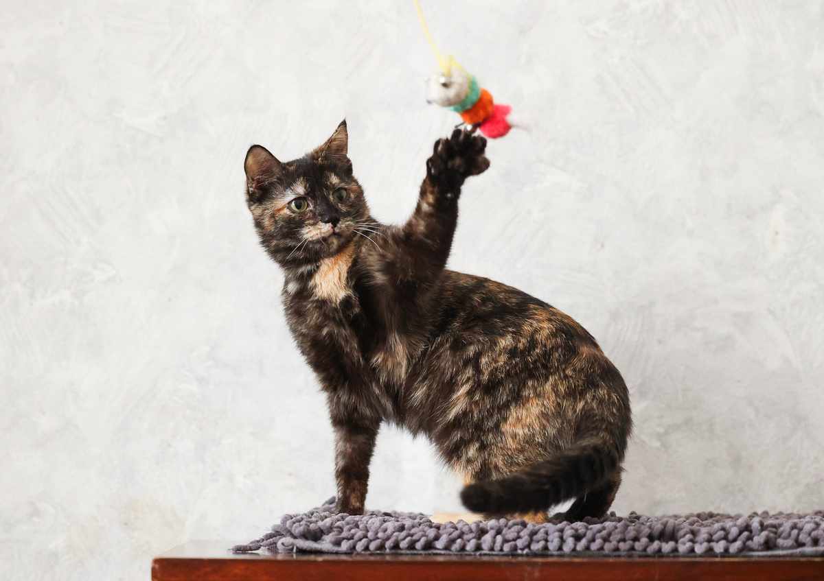 Луиза, 8 мес. Вакцинирована, стерилизована, ищет дом +7 903-266-04-05