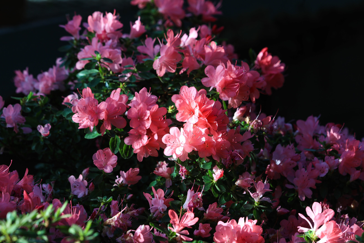 Роман Пименов/«Петербургский дневник»