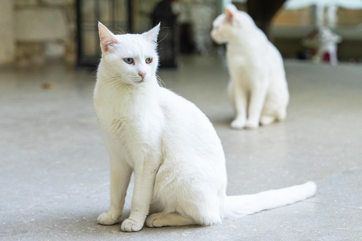 Фото с сайта: https://www.rbc.ru/life/news/66fba48d9a794759a0bee51f