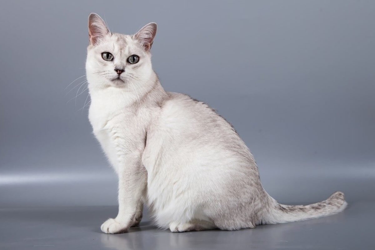 Фото с сайта: https://my-rooli.ru/blog/burmilla-kogda-cena-opravdyvaet-krasotu/