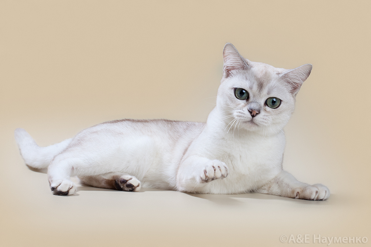 Фото с сайта: https://chatburdeoa.ru/gallery?format=feed