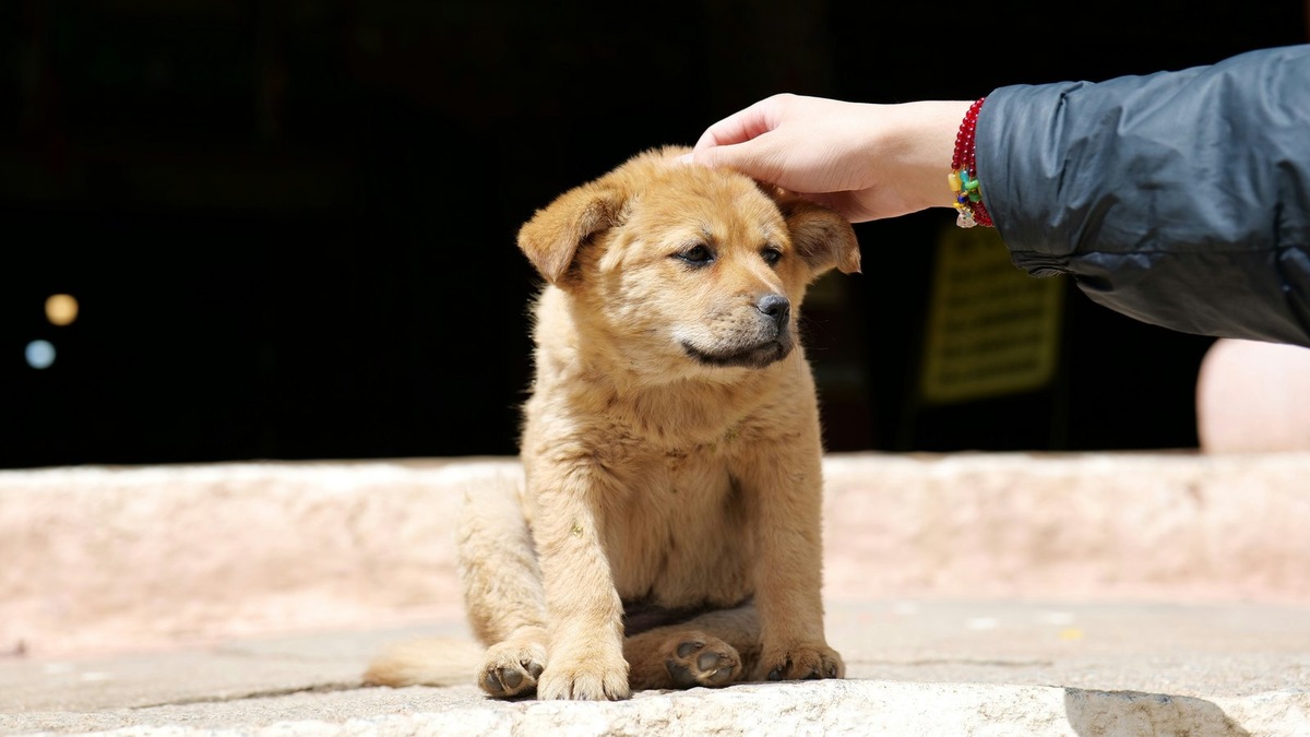    Фото несет иллюстративный характер