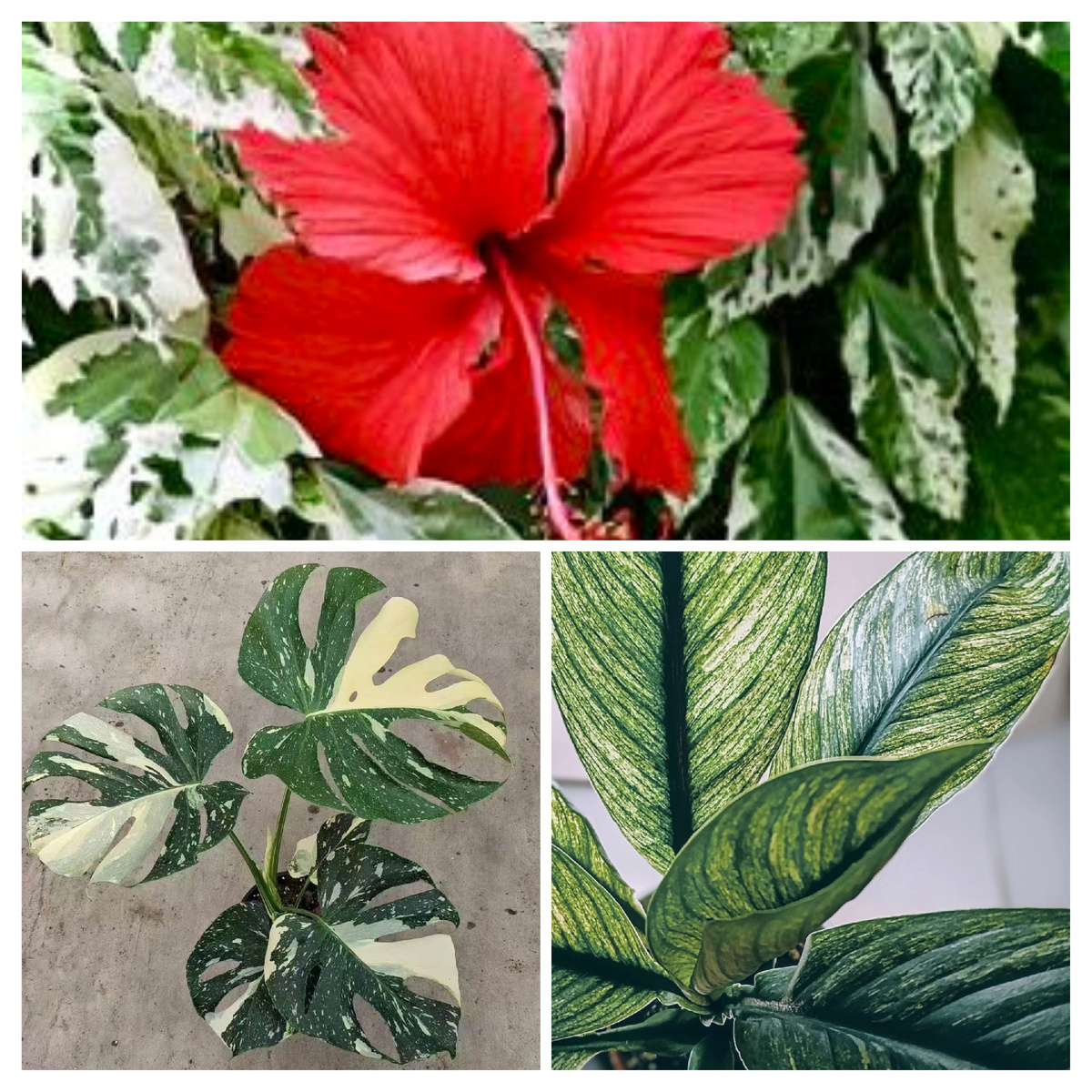 Примеры стабильных селекционных сортов