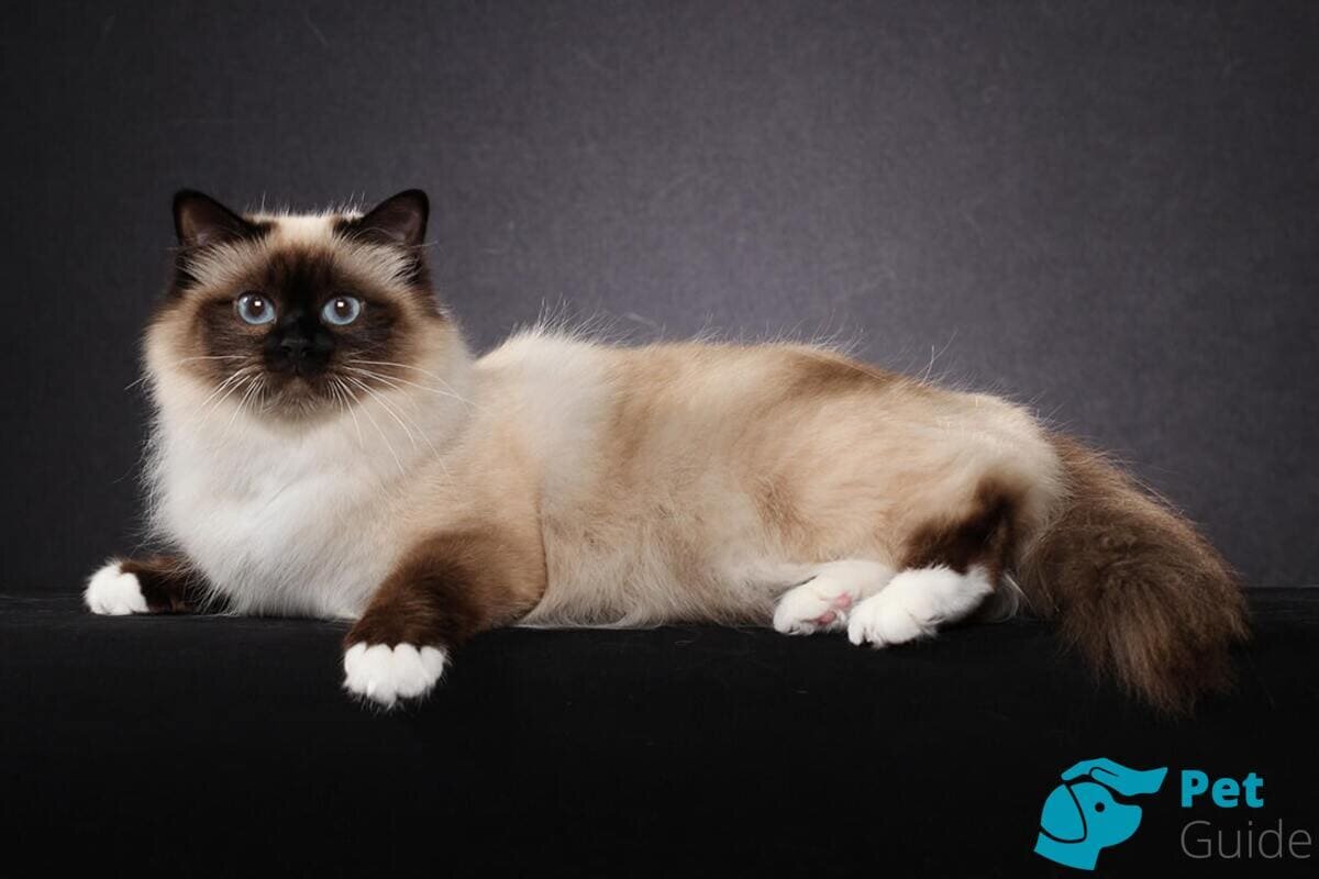 Фото с сайта: https://pet-guide.ru/koshki/birmanskaya-koshka/