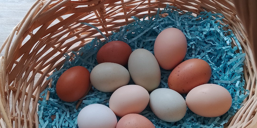 Какое яйцо отбираю на инкубацию.