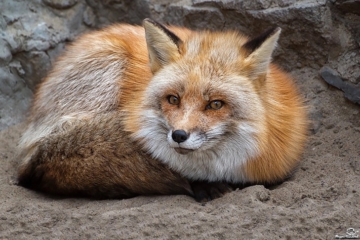    Лисица способна адаптироваться практически к любым условиям. Фото с сайта Новосибирского зоопарка