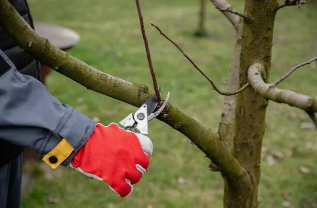 Март — время брать секатор в руки. Пока почки спят, нужно успеть.