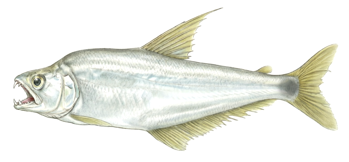 Cynopotamus magdalenae