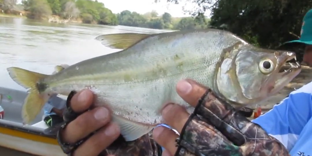 Цинопотамус Магдалены (Cynopotamus magdalenae) или Chachás