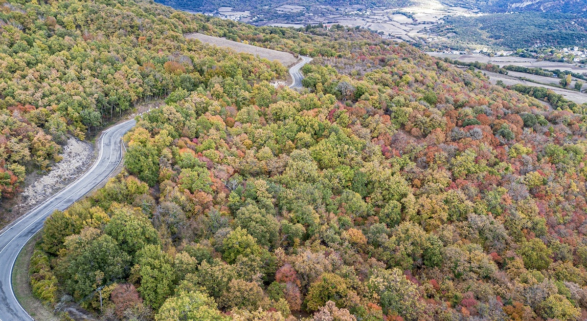 Вид сверху на Зачарованный буковый лес
