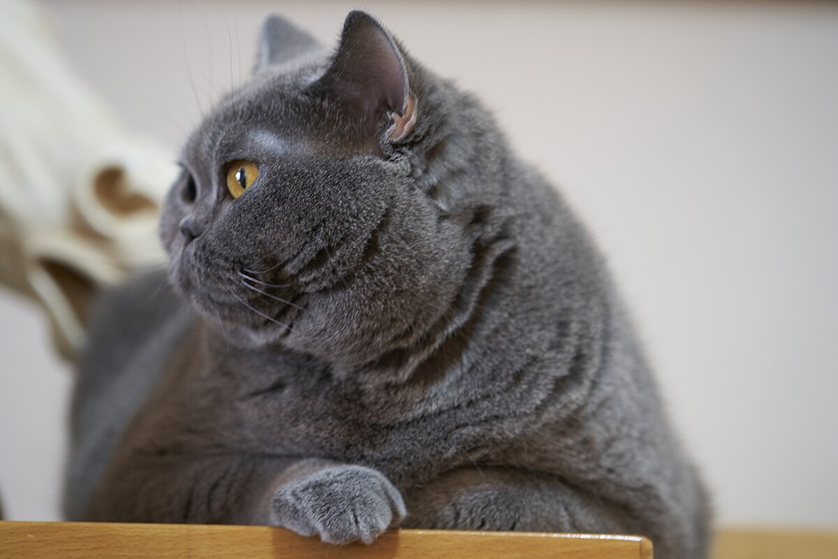 Фото с сайта: https://usn1-quiz.ru/britanets-popal