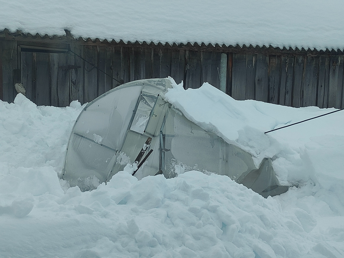 Наша теплица не выдержала этой зимы