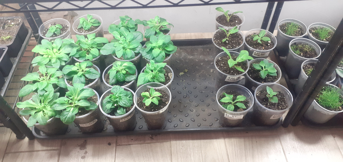 Общее количество на 22.02 около 100 шт (и себе, и на продажу).